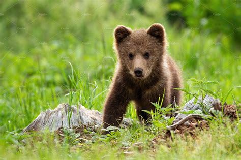 Please Subscribe: to Animalz TV http://goo.gl/O97FCe and enable ALL push notifications! 🔔Cute Brown Bear cubs - Animalz TVVideo url: https://youtu.be/VrDH2e...